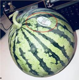 微山吃瓜网红,揭秘网络红人的幕后生活